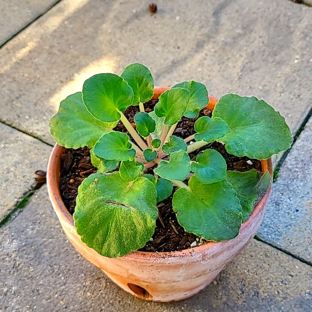 Small African violent ROOTED